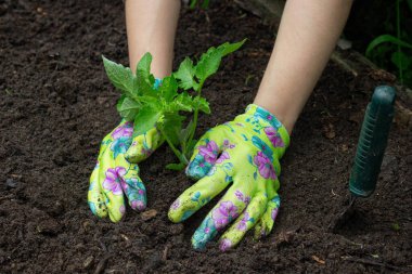 Bahçeye domates eken çiftçi. Çiçek dikiyorum.
