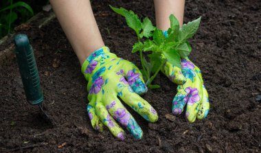 Bahçeye domates eken çiftçi. Çiçek dikiyorum.