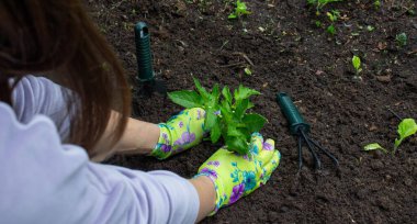 Bahçeye domates eken çiftçi. Çiçek dikiyorum.