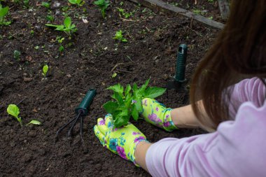 Bahçeye domates eken çiftçi. Çiçek dikiyorum.