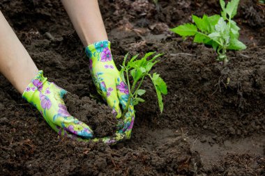 Bahçeye domates eken çiftçi. Çiçek dikiyorum.