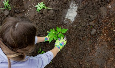 Bahçeye domates eken çiftçi. Çiçek dikiyorum.