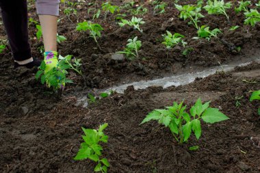 Bahçeye domates eken çiftçi. Çiçek dikiyorum.