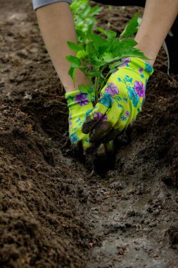 Bahçeye domates eken çiftçi. Çiçek dikiyorum.