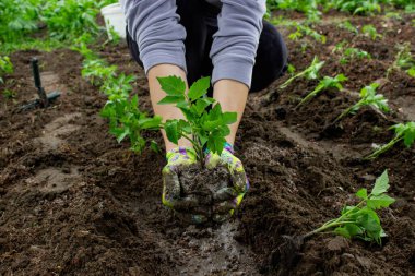 Bahçeye domates eken çiftçi. Çiçek dikiyorum.