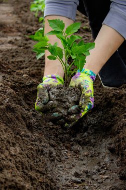 Bahçeye domates eken çiftçi. Çiçek dikiyorum.