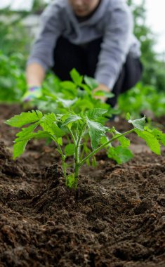 Bahçeye domates eken çiftçi. Çiçek dikiyorum.
