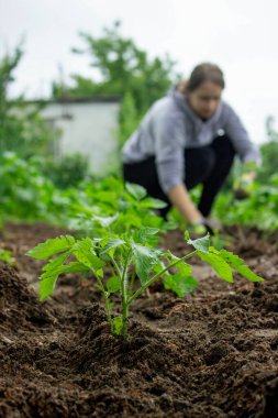 Bahçeye domates eken çiftçi. Çiçek dikiyorum.
