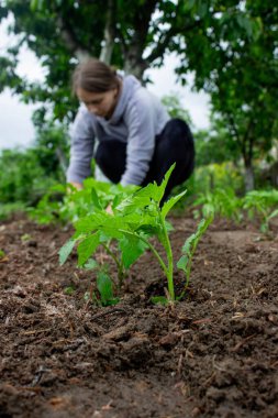 Bahçeye domates eken çiftçi. Çiçek dikiyorum.