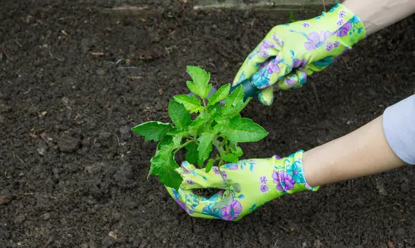 Bahçeye domates eken çiftçi. Çiçek dikiyorum.