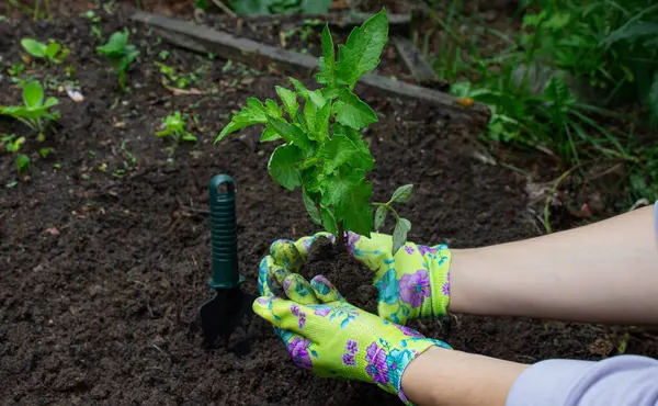 Bahçeye domates eken çiftçi. Çiçek dikiyorum.