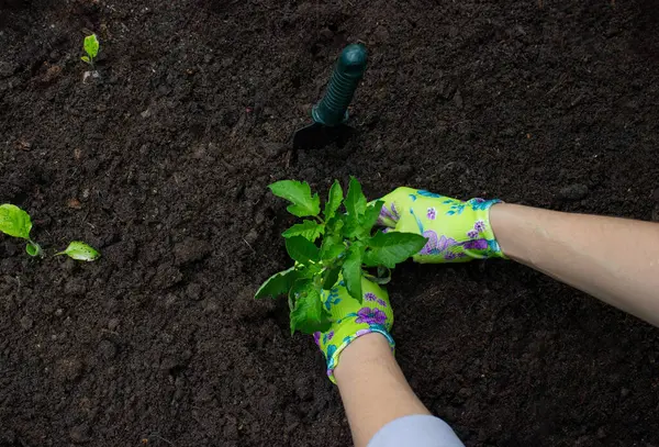 Bahçeye domates eken çiftçi. Çiçek dikiyorum.