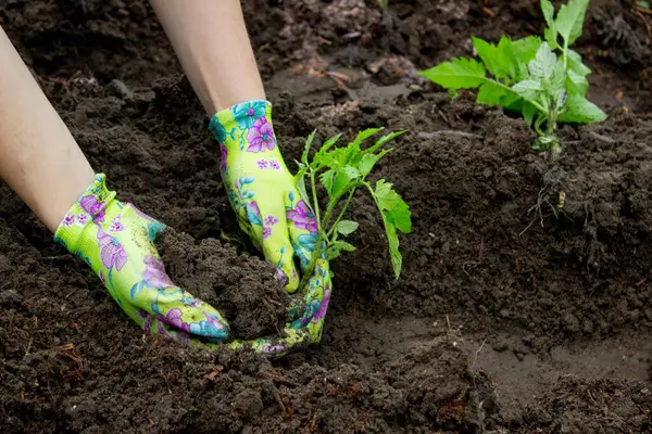 Bahçeye domates eken çiftçi. Çiçek dikiyorum.