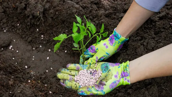 Bahçeye domates eken çiftçi. Çiçek dikiyorum.
