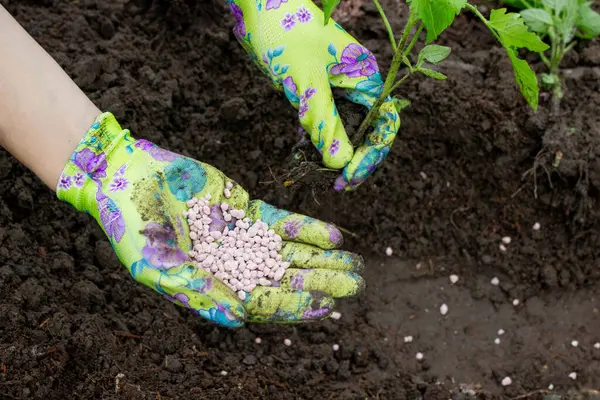 Bahçeye domates eken çiftçi. Çiçek dikiyorum.