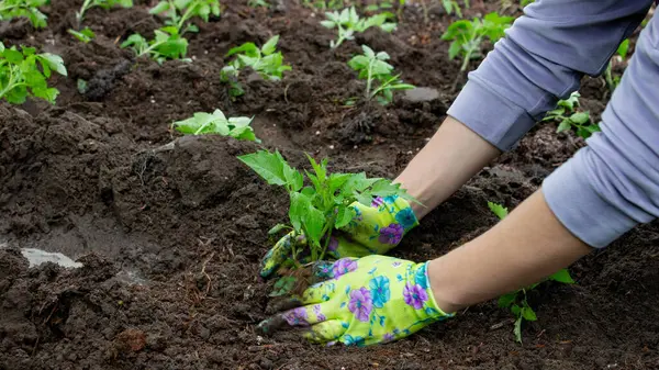 Bahçeye domates eken çiftçi. Çiçek dikiyorum.