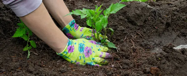 Bahçeye domates eken çiftçi. Çiçek dikiyorum.