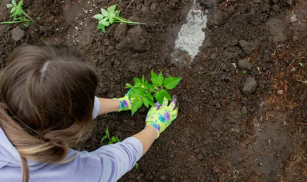 Bahçeye domates eken çiftçi. Çiçek dikiyorum.