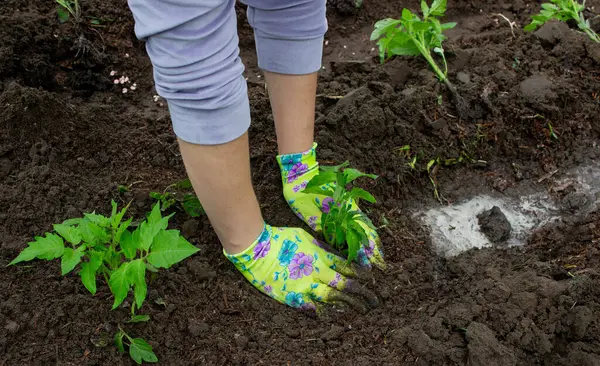 Bahçeye domates eken çiftçi. Çiçek dikiyorum.