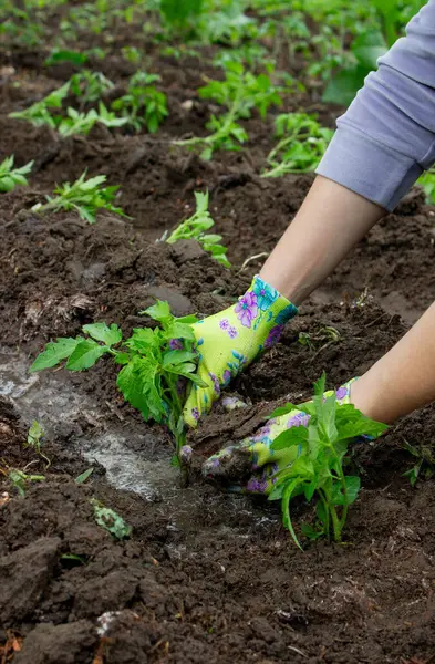 Bahçeye domates eken çiftçi. Çiçek dikiyorum.