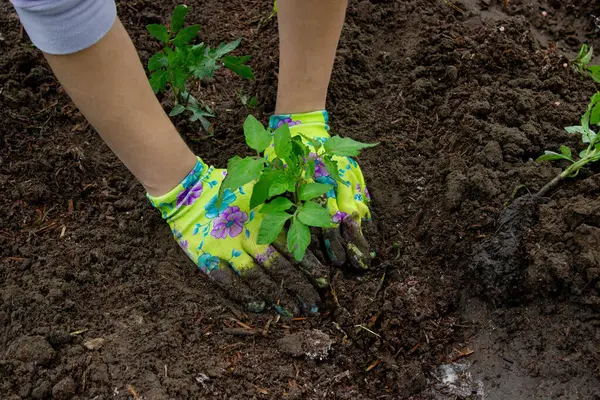 Bahçeye domates eken çiftçi. Çiçek dikiyorum.
