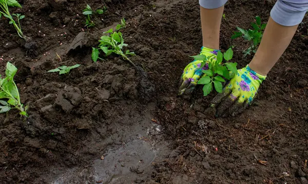Bahçeye domates eken çiftçi. Çiçek dikiyorum.