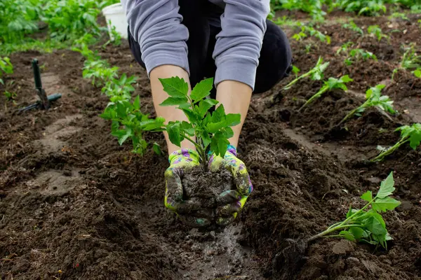 Bahçeye domates eken çiftçi. Çiçek dikiyorum.