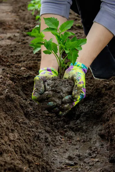 Bahçeye domates eken çiftçi. Çiçek dikiyorum.
