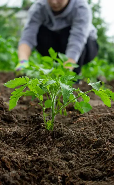 Bahçeye domates eken çiftçi. Çiçek dikiyorum.