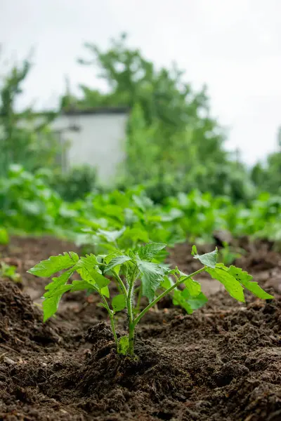 Bahçeye domates eken çiftçi. Çiçek dikiyorum.