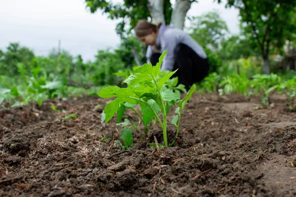 Bahçeye domates eken çiftçi. Çiçek dikiyorum.