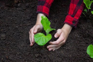 Bahçeye filizlenen bir çocuk. Seçici odak.