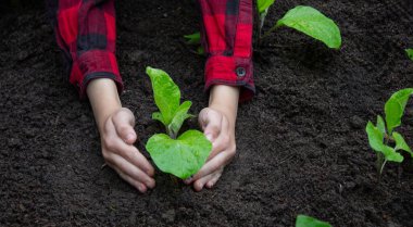 Bahçeye filizlenen bir çocuk. Seçici odak.
