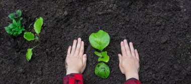 Bahçeye filizlenen bir çocuk. Seçici odak.