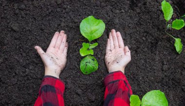 Bahçeye filizlenen bir çocuk. Seçici odak.