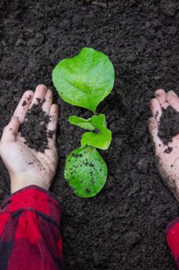 Bahçeye filizlenen bir çocuk. Seçici odak.