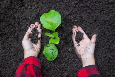 Bahçeye filizlenen bir çocuk. Seçici odak.
