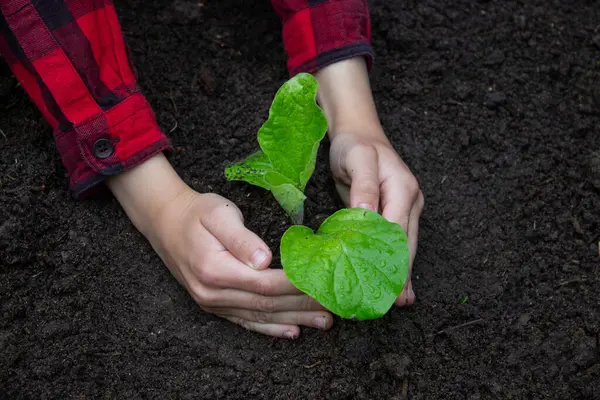 Bahçeye filizlenen bir çocuk. Seçici odak.
