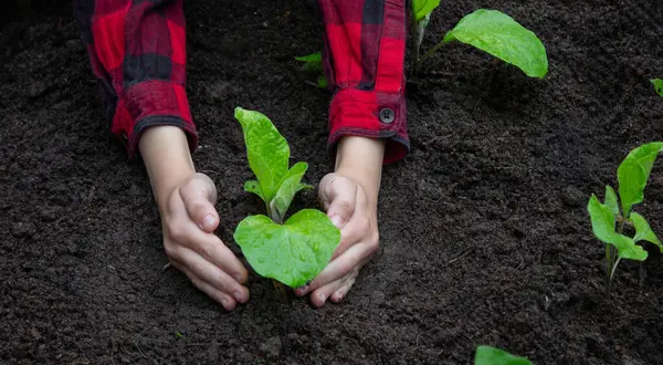 Bahçeye filizlenen bir çocuk. Seçici odak.
