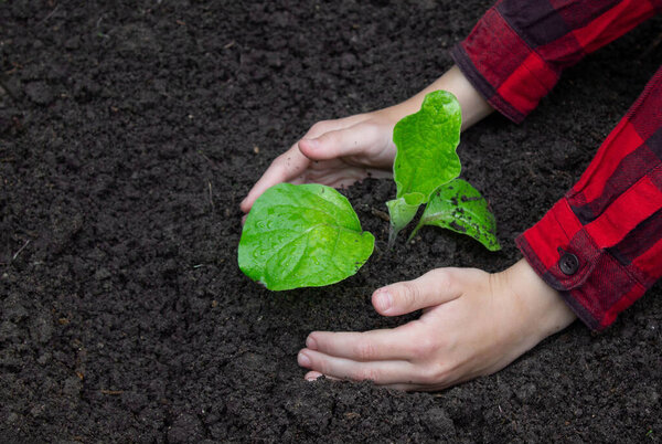 Boy planting a sprout in the garden. Selective focus.