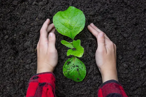 Bahçeye filizlenen bir çocuk. Seçici odak.