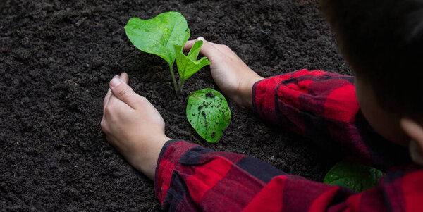 Boy planting a sprout in the garden. Selective focus.