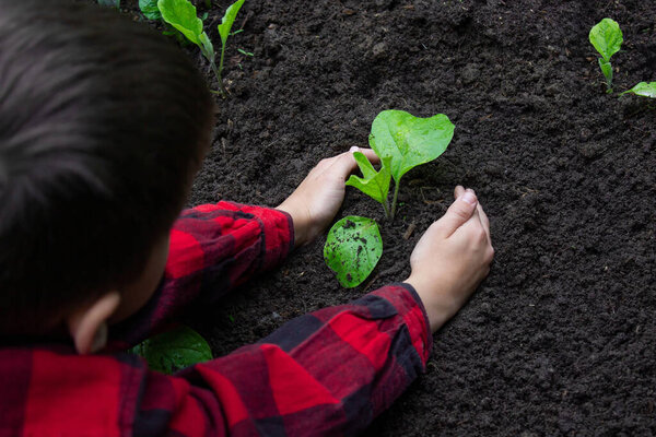 Boy planting a sprout in the garden. Selective focus.