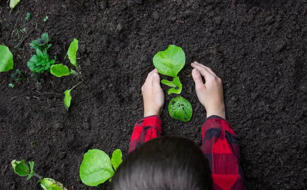Bahçeye filizlenen bir çocuk. Seçici odak.