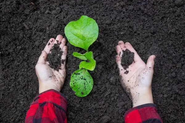Bahçeye filizlenen bir çocuk. Seçici odak.