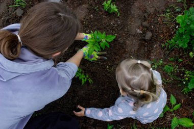 Bir kız annesiyle domates fideleri ekiyor. Seçici odak.