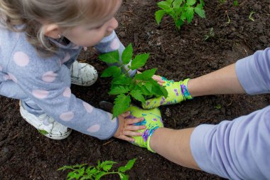 Bir kız annesiyle domates fideleri ekiyor. Seçici odak.