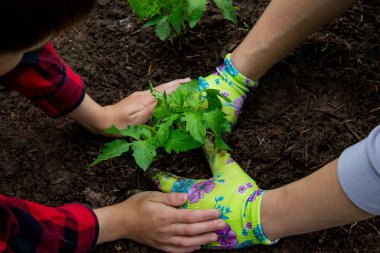 Çocuk annesiyle domates fideleri ekiyor. Seçici odak.