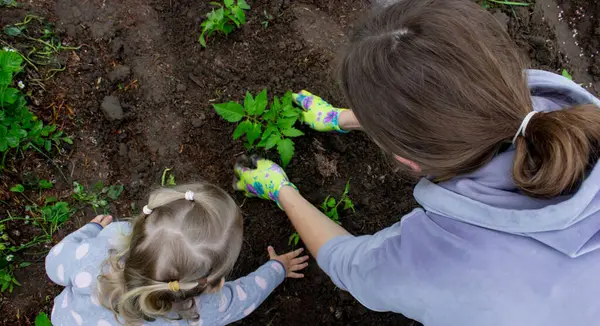 Bir kız annesiyle domates fideleri ekiyor. Seçici odak.