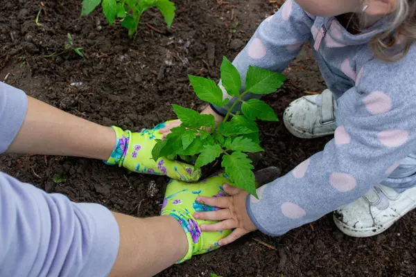 Bir kız annesiyle domates fideleri ekiyor. Seçici odak.